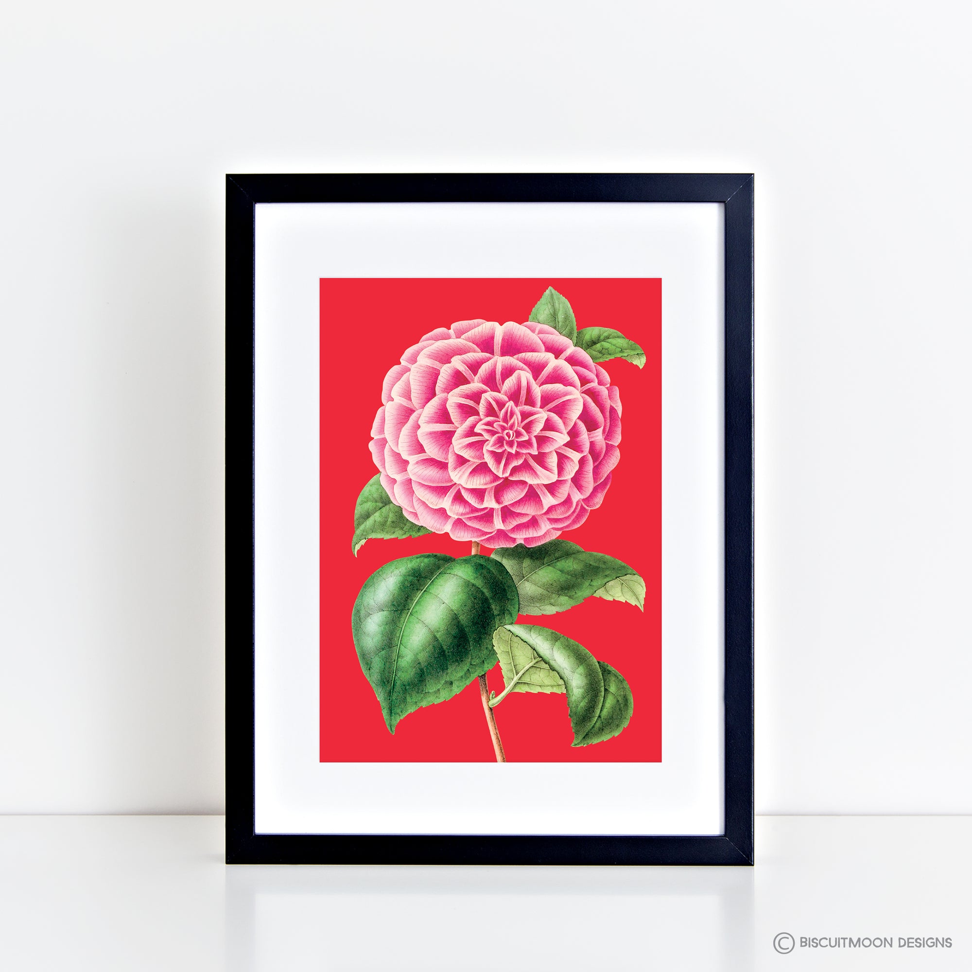 Single Peony (Hot Salmon) Print