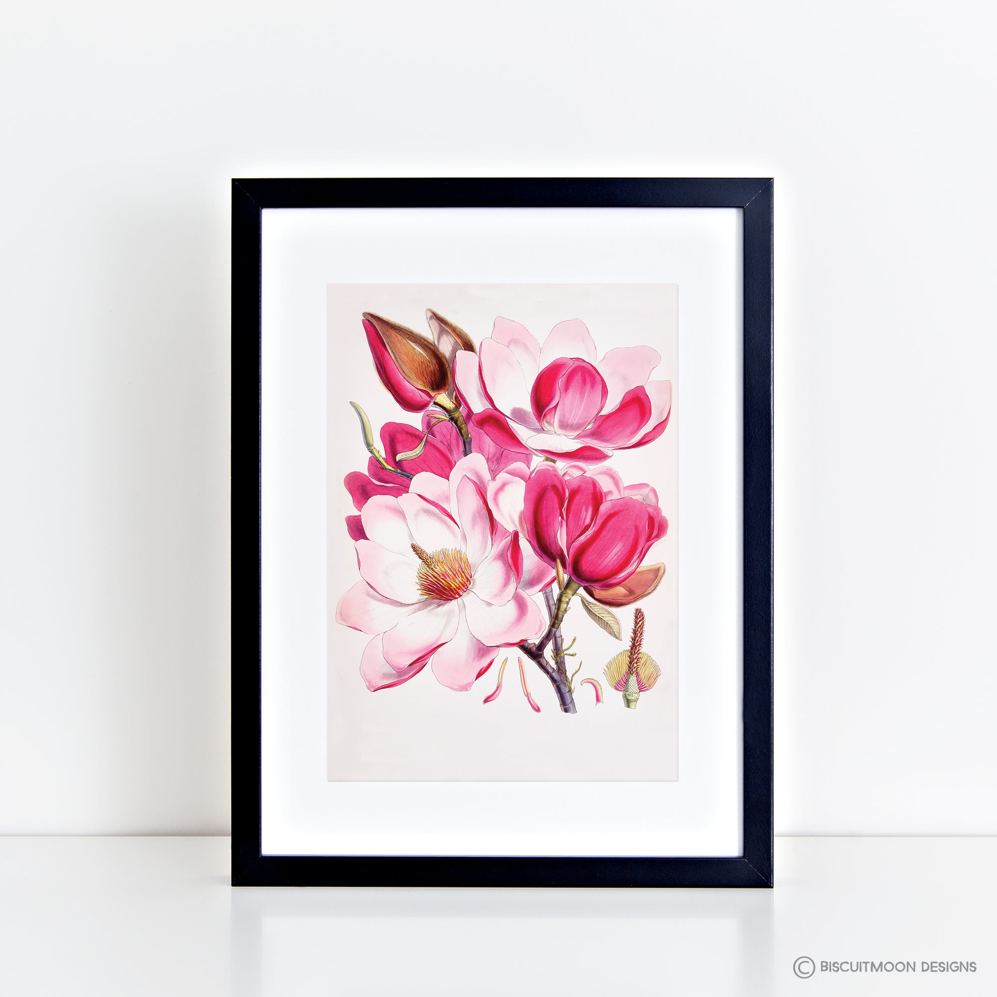 Campbell's Magnolia Print