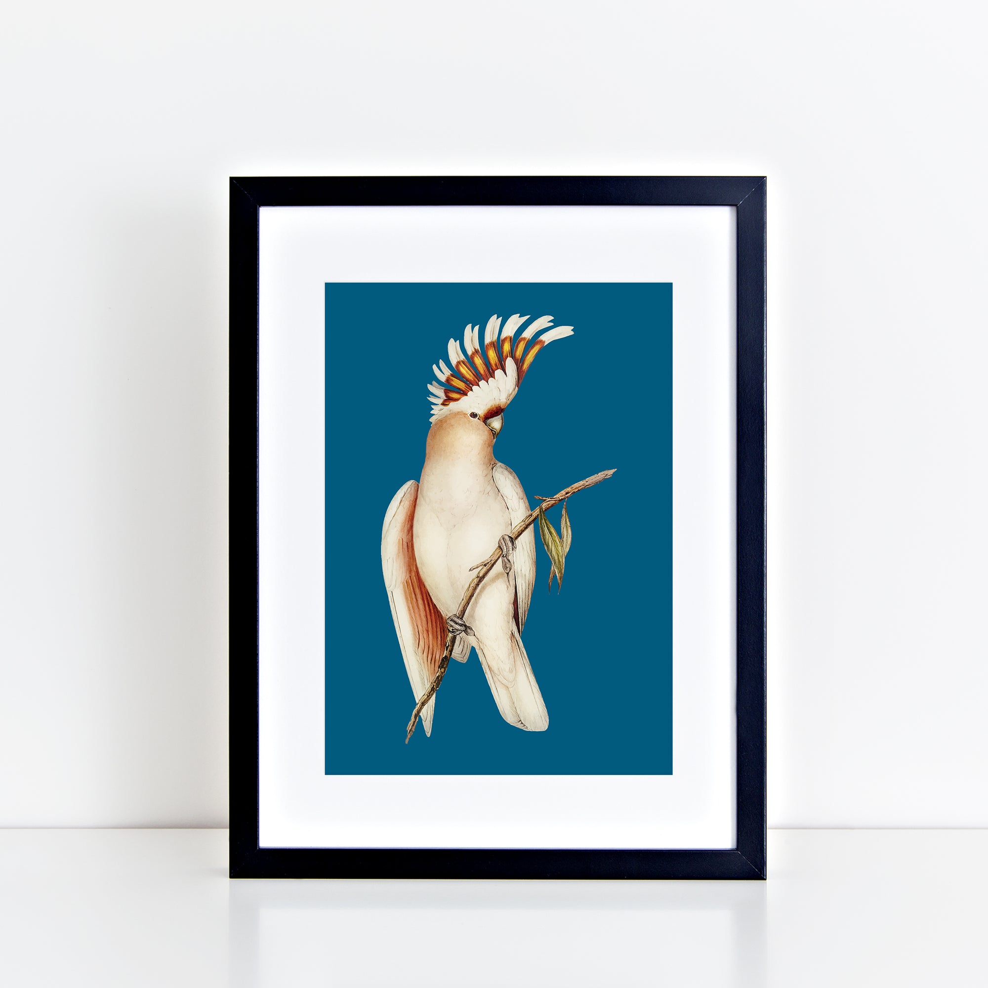 Vintage Cockatoo (Deep Teal) Print