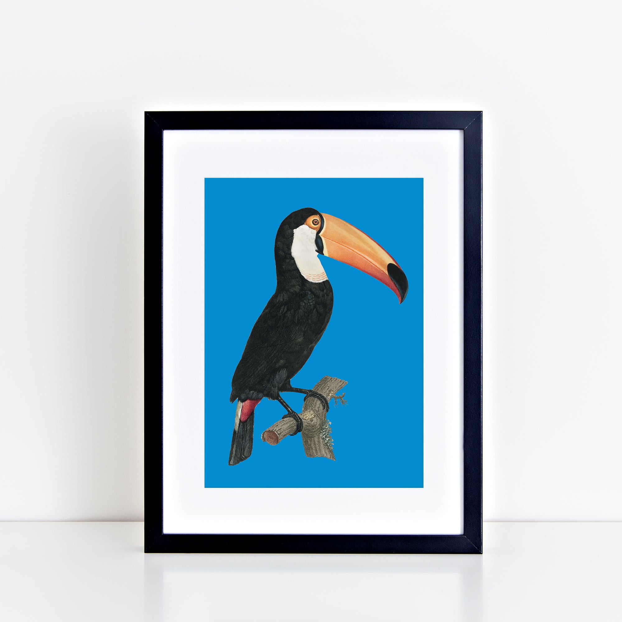 Vintage Toucan (Turquoise) Print