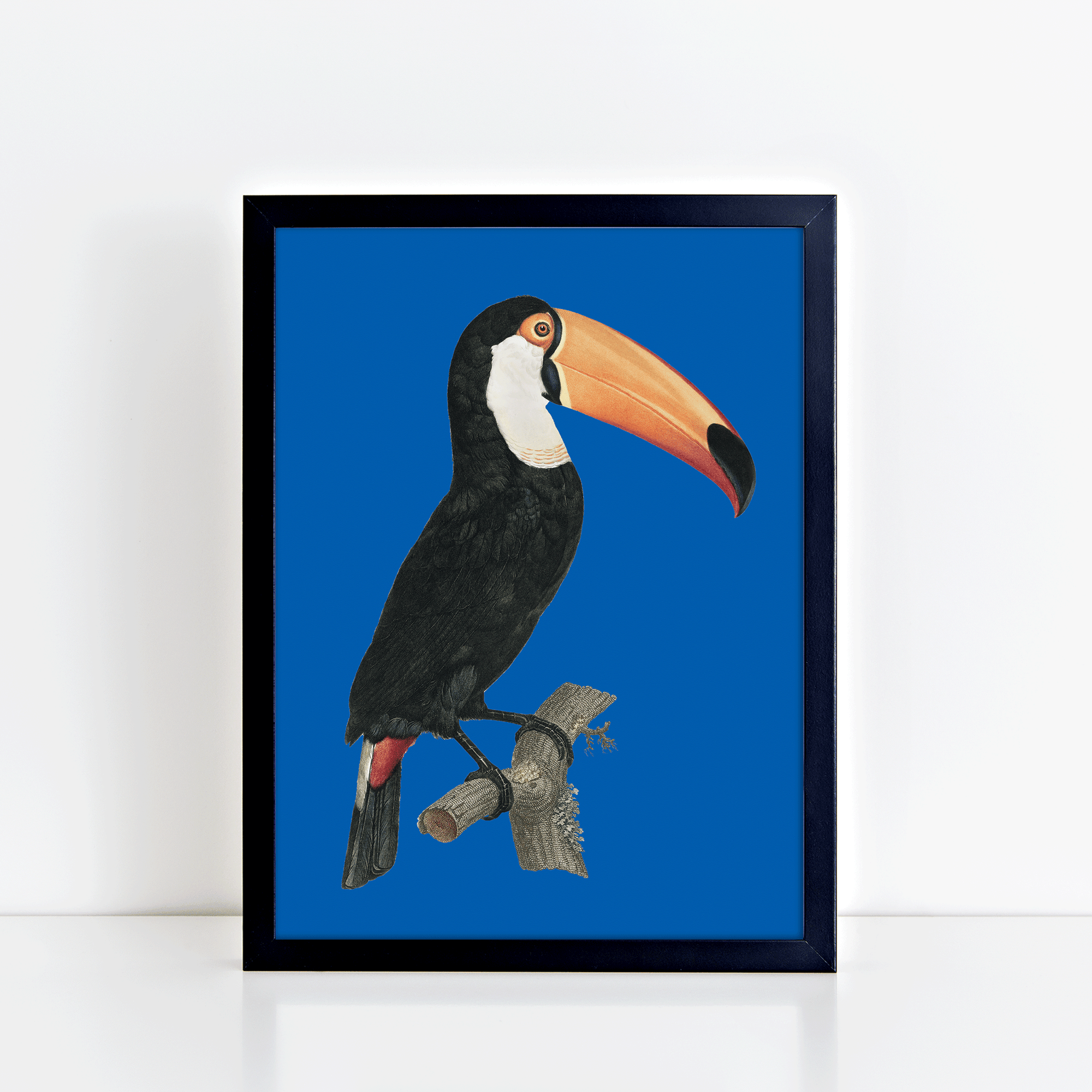 Vintage Toucan (Royal Blue) Print